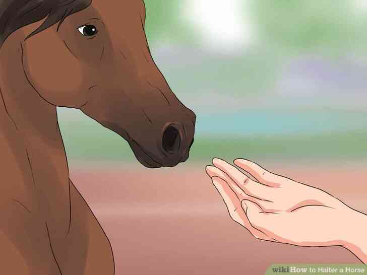 Image intitulée Licol Cheval Étape 5